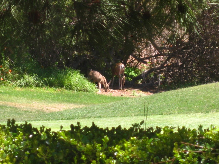 Time for golf with the Hencke's