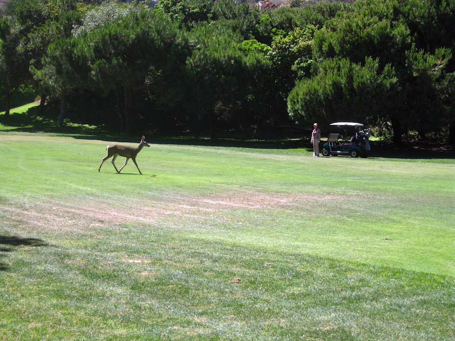 Time for golf with the Hencke's