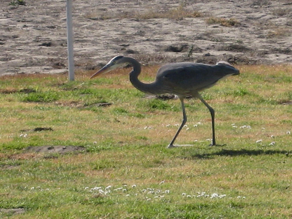 Wiley Old Bird; After A Gopher!