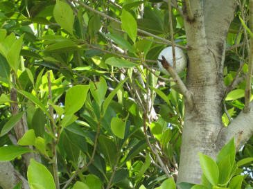 In A Tree