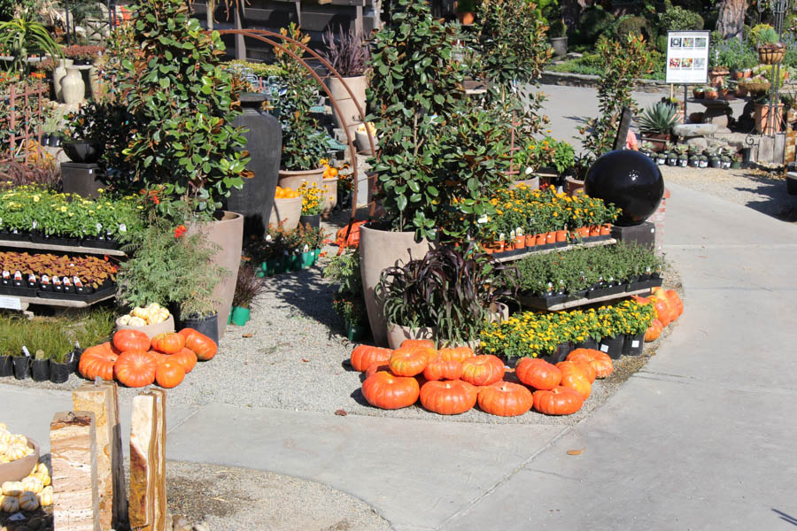 Visit to Roger's Gardens 9/9/2016 to see Halloween on display