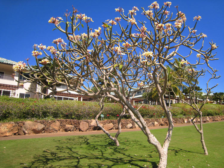 Lanai Vacation 2008  Challenge At Manele Golf