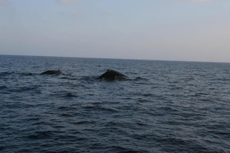 Lanai Vacation 2008  Sunset Cruise With The Whales