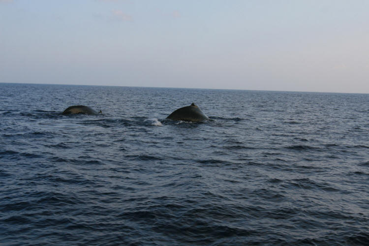 Lanai Vacation 2008  Sunset Cruise With The Whales