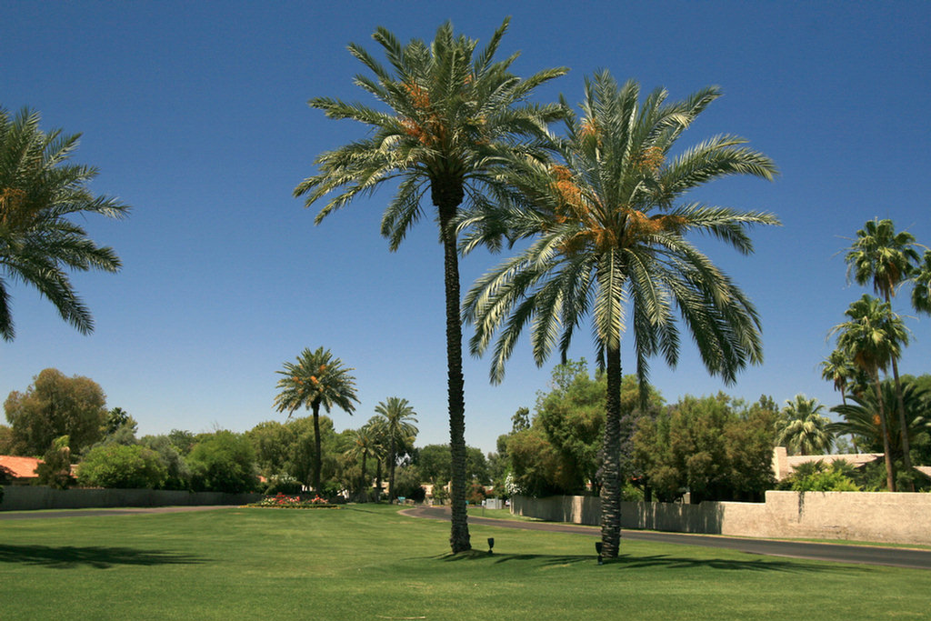 Arizona Biltmore Golf 2008