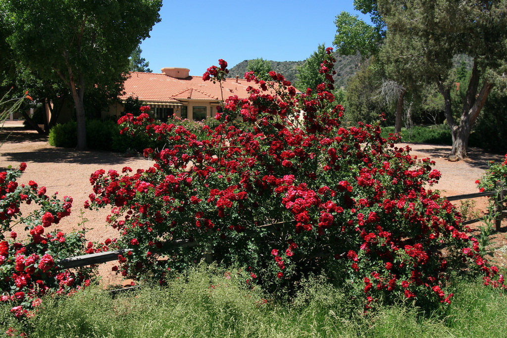 Sedona Golf 2008