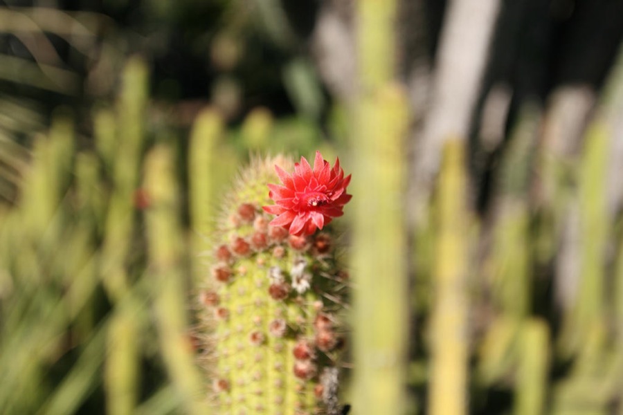 Huntington Library & Gardens