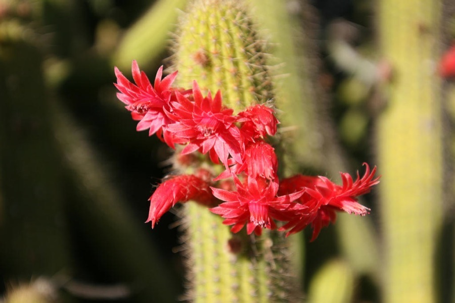 Huntington Library & Gardens