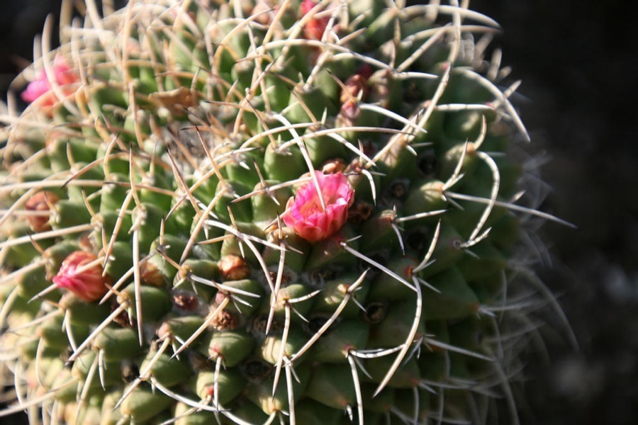 Huntington Library & Gardens