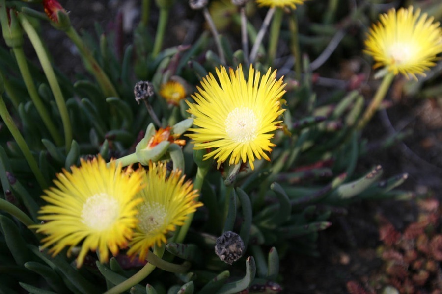 Huntington Library & Gardens