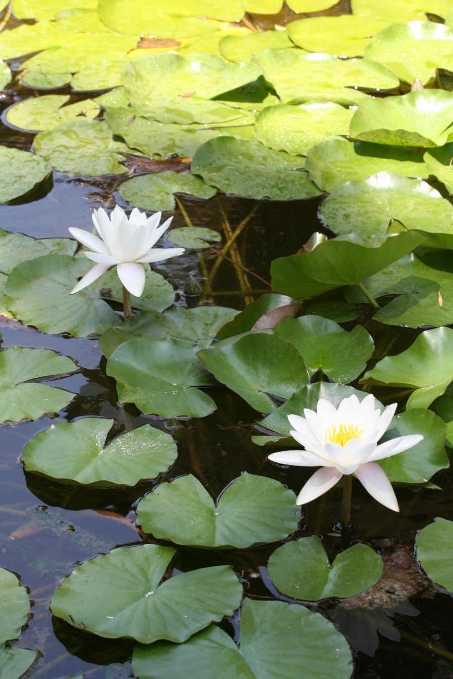 Huntington Gardens