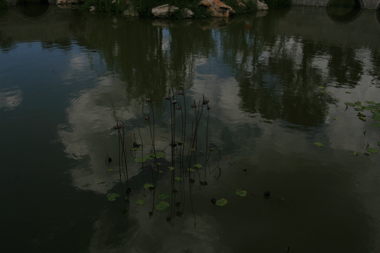 Oriental gardens at the Huntington 2009