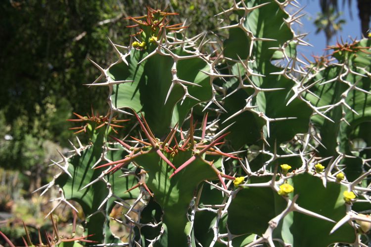 Huntington Desert Garden May 2010