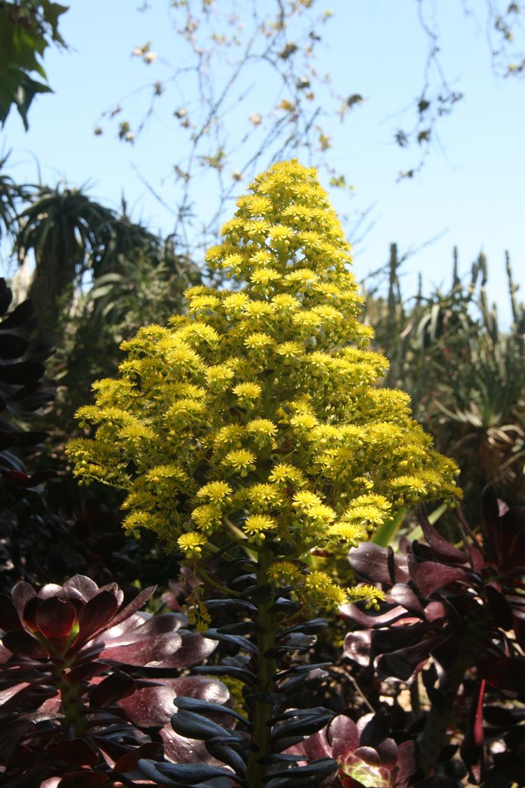 Huntington Desert Garden May 2010