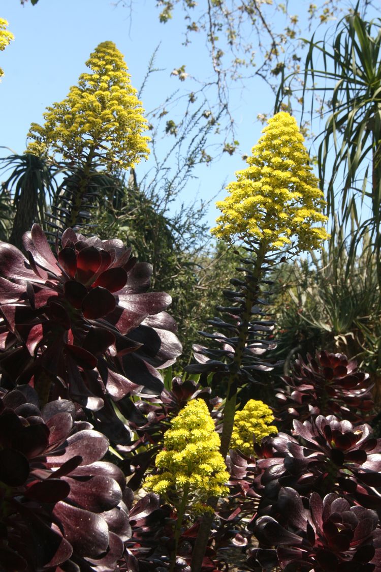 Huntington Desert Garden May 2010