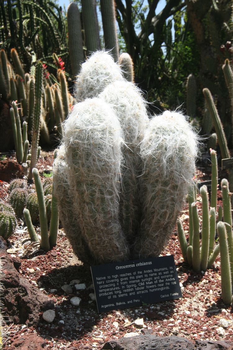 Huntington Desert Garden May 2010