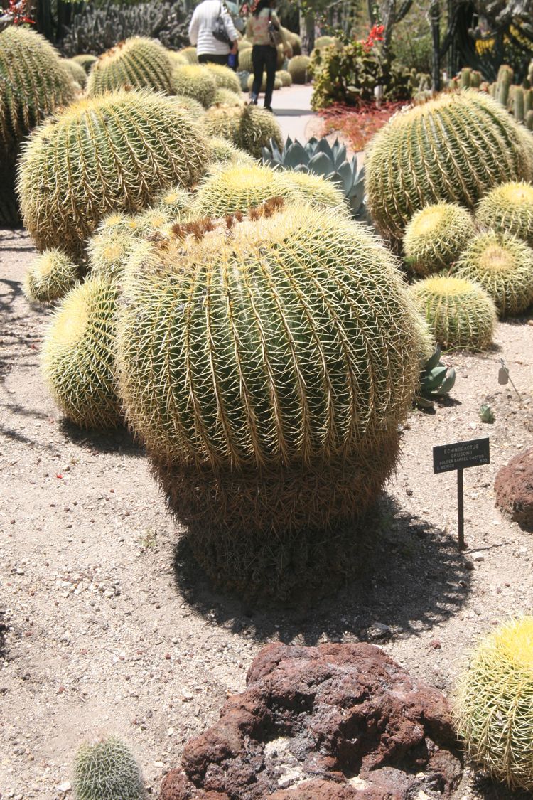 Huntington Desert Garden May 2010