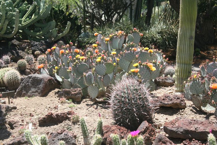 Huntington Desert Garden May 2010