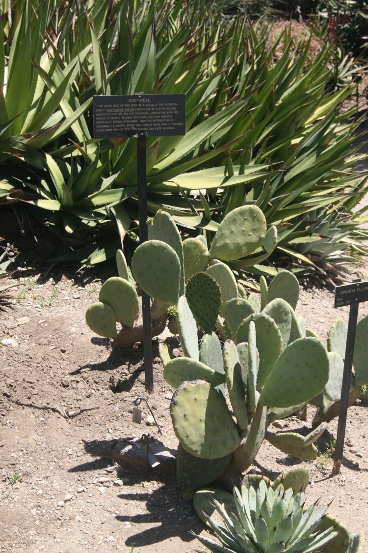 Huntington Desert Garden May 2010