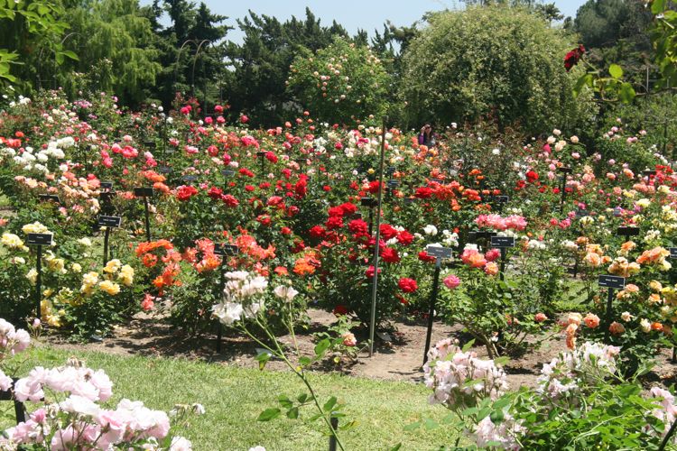 Huntington Subtropical & Rose Garden May 2010