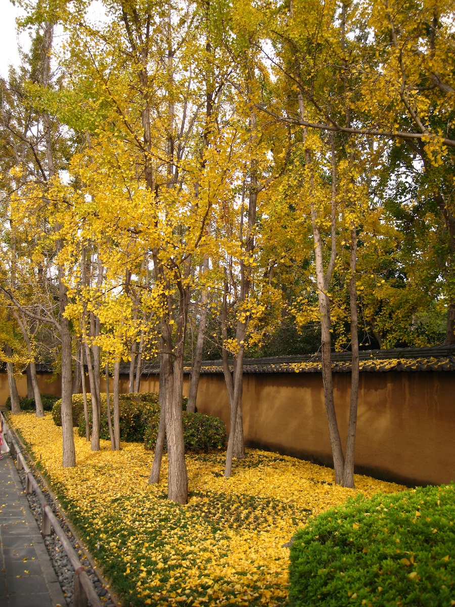 Visiting the Huntington Gardens 1/30/2013