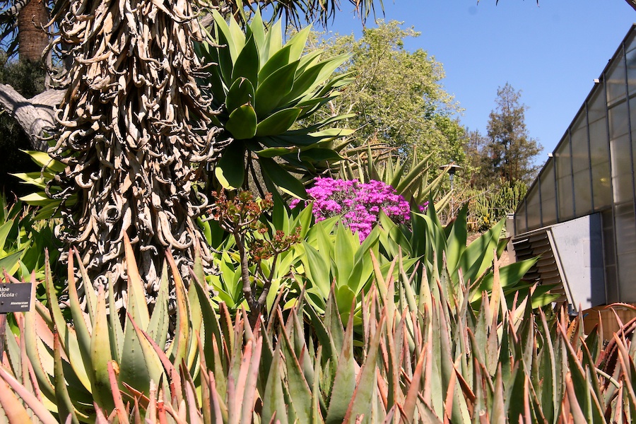 Celebrating five years retired at Huntington Gardens