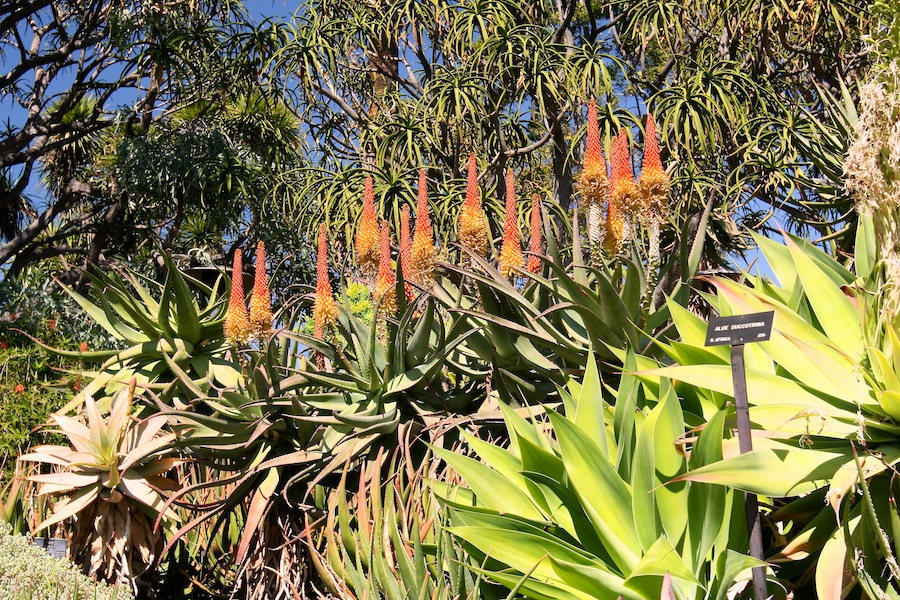 Celebrating five years retired at Huntington Gardens