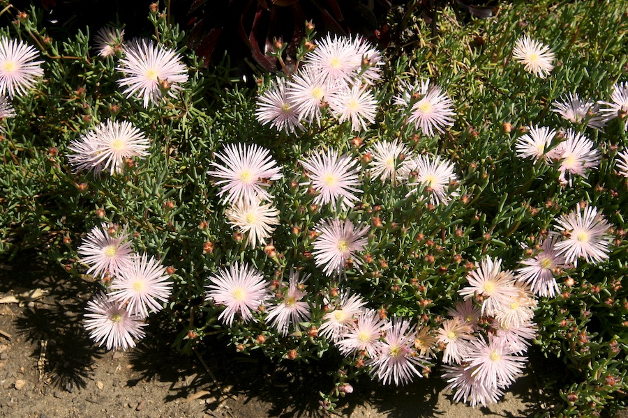 Celebrating five years retired at Huntington Gardens