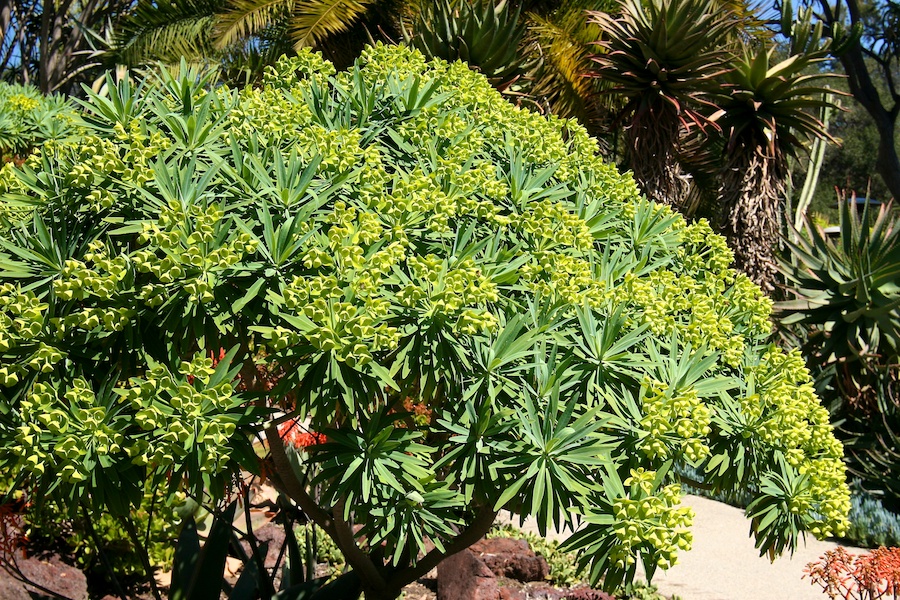 Celebrating five years retired at Huntington Gardens