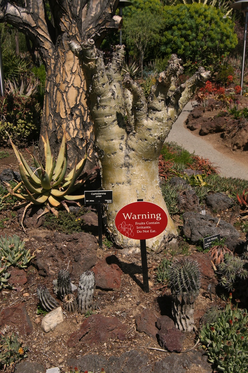 Celebrating five years retired at Huntington Gardens