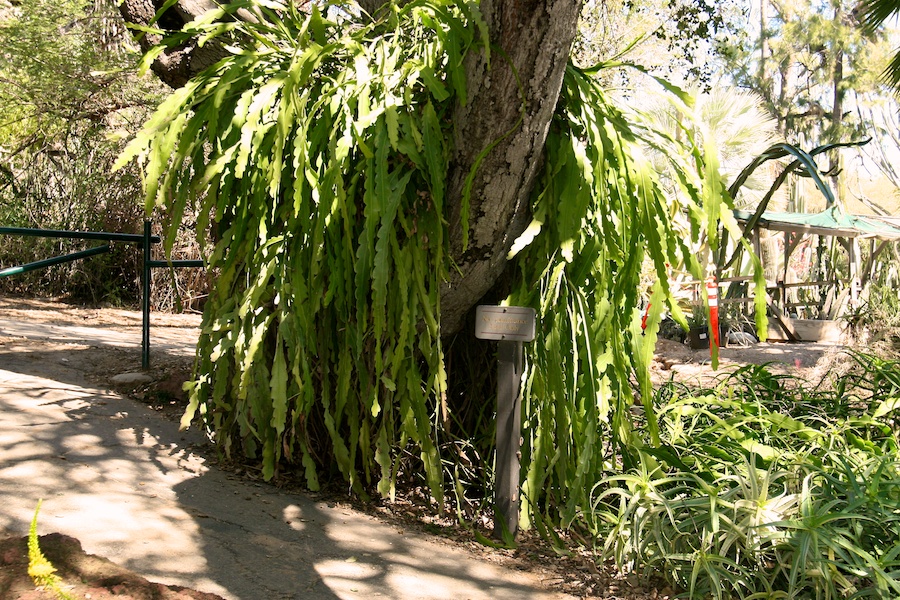 Celebrating five years retired at Huntington Gardens