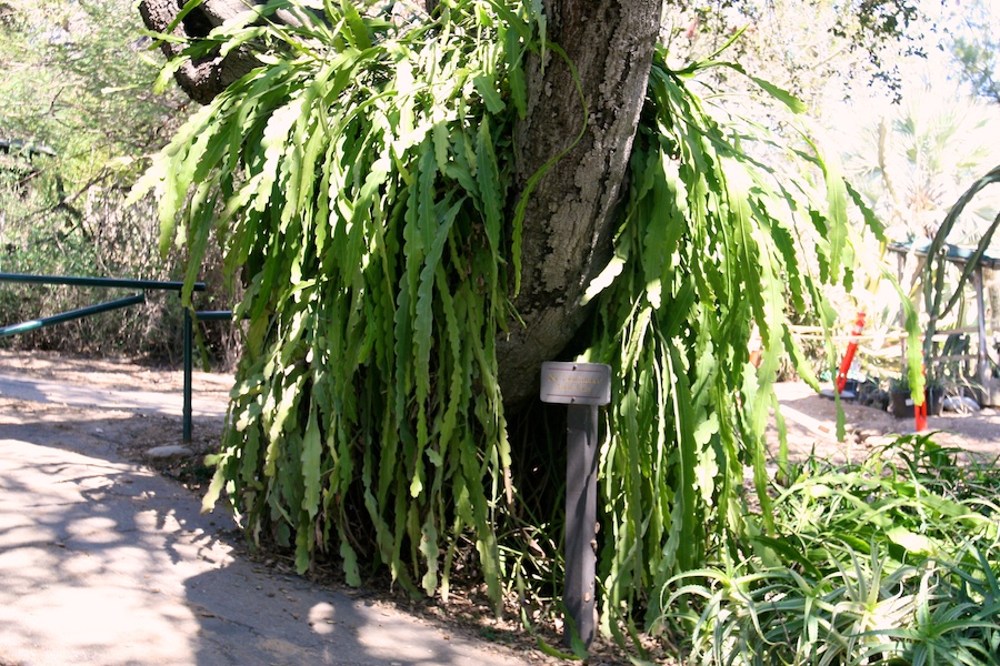 Celebrating five years retired at Huntington Gardens