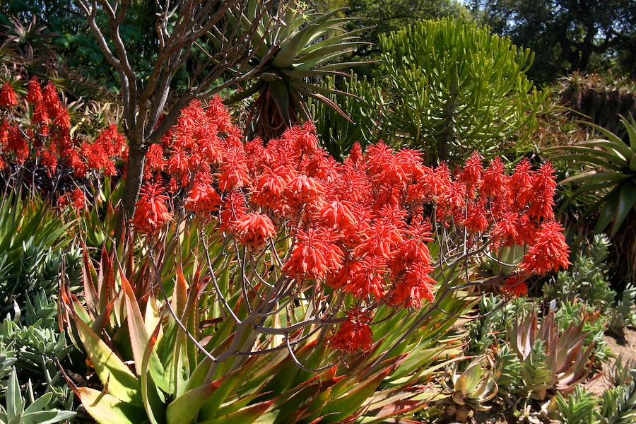 Celebrating five years retired at Huntington Gardens