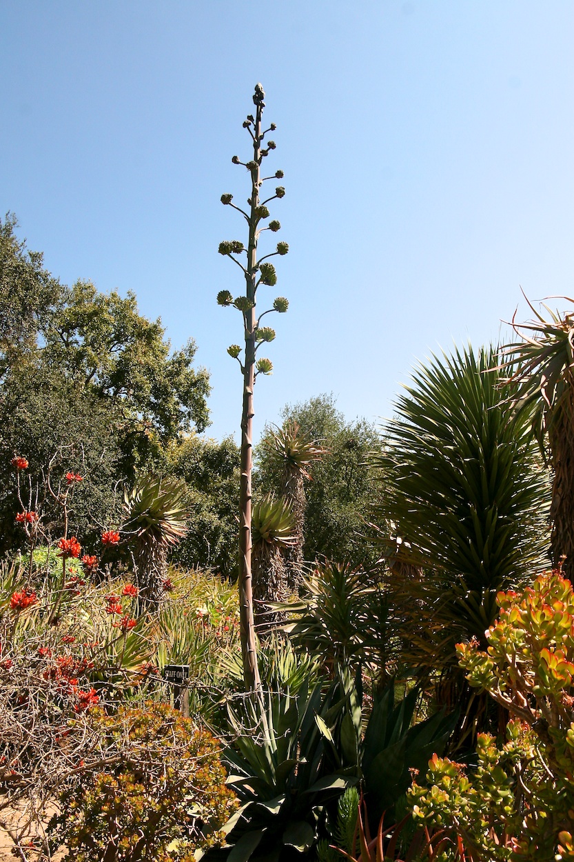 Celebrating five years retired at Huntington Gardens