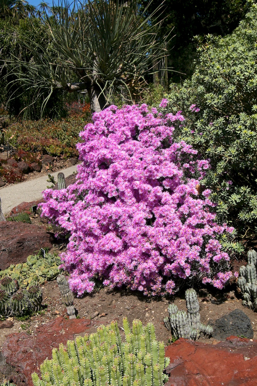 Celebrating five years retired at Huntington Gardens