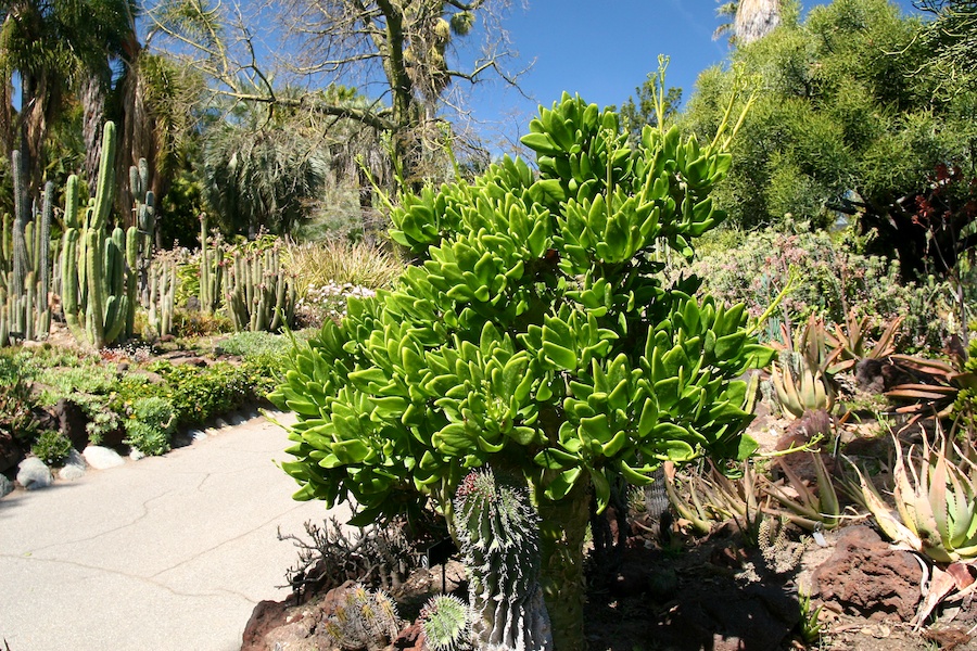 Celebrating five years retired at Huntington Gardens