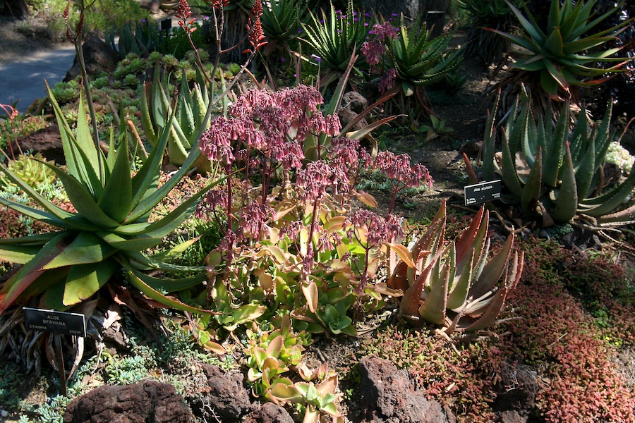 Celebrating five years retired at Huntington Gardens