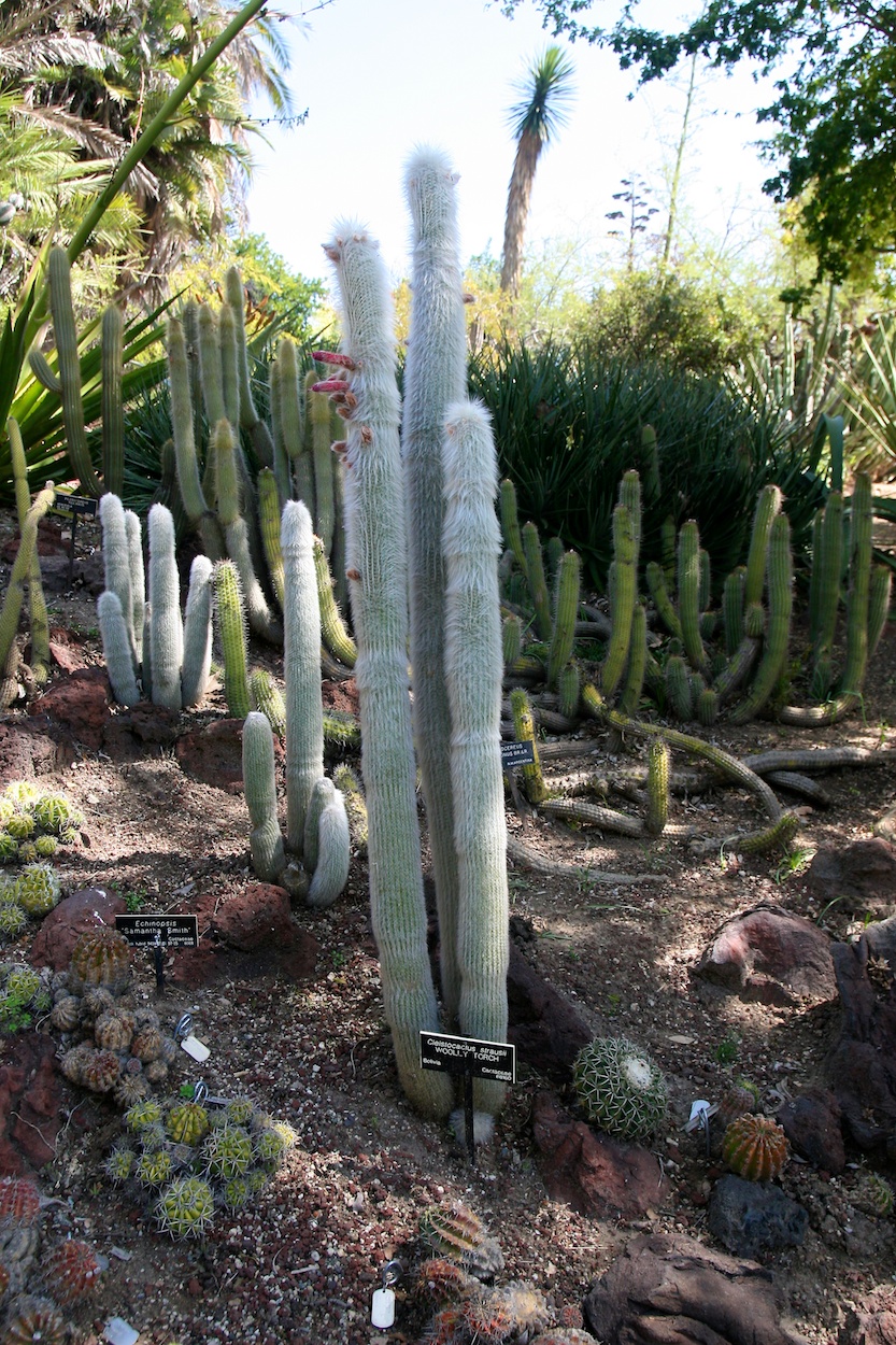 Celebrating five years retired at Huntington Gardens