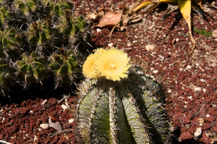 Celebrating five years retired at Huntington Gardens