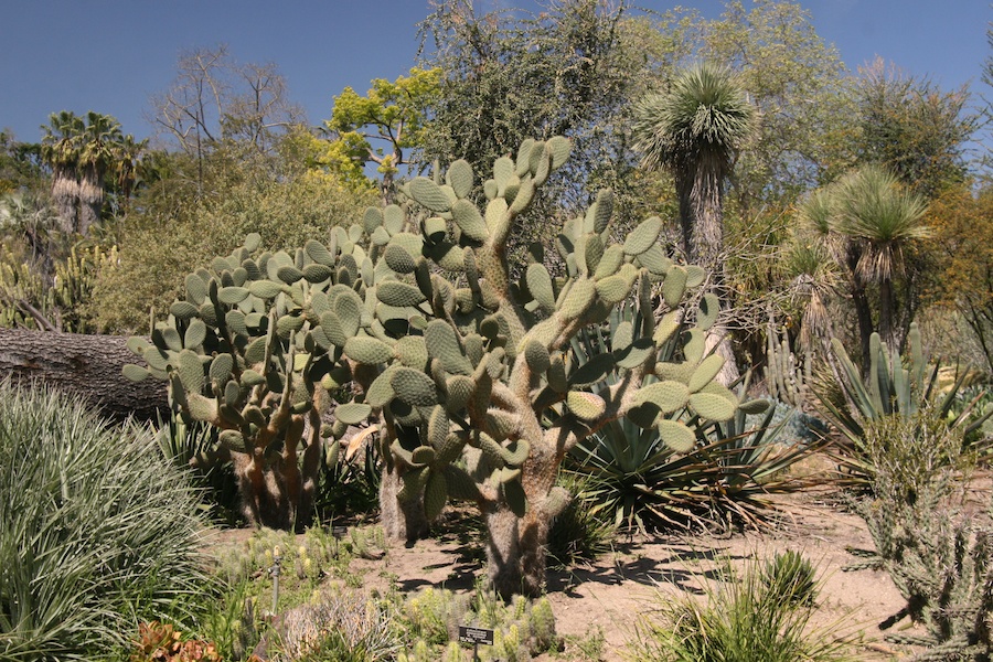 Celebrating five years retired at Huntington Gardens