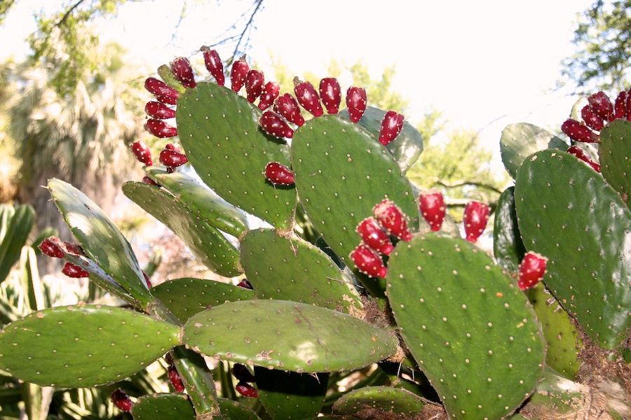 Celebrating five years retired at Huntington Gardens