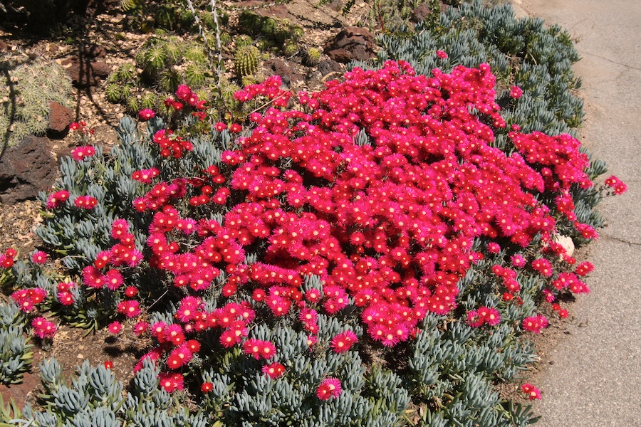 Celebrating five years retired at Huntington Gardens