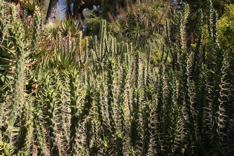 Celebrating five years retired at Huntington Gardens