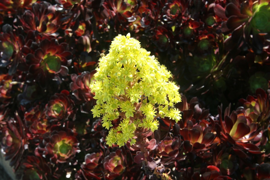 Celebrating five years retired at Huntington Gardens