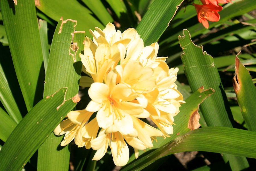 Celebrating five years retired at Huntington Gardens