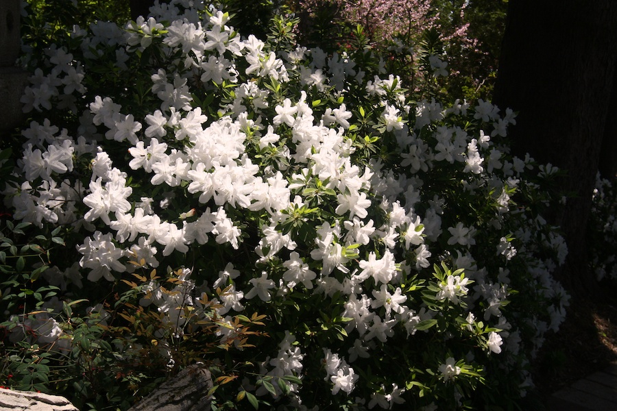 Celebrating five years retired at Huntington Gardens