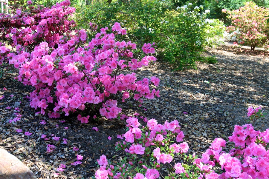 Celebrating five years retired at Huntington Gardens