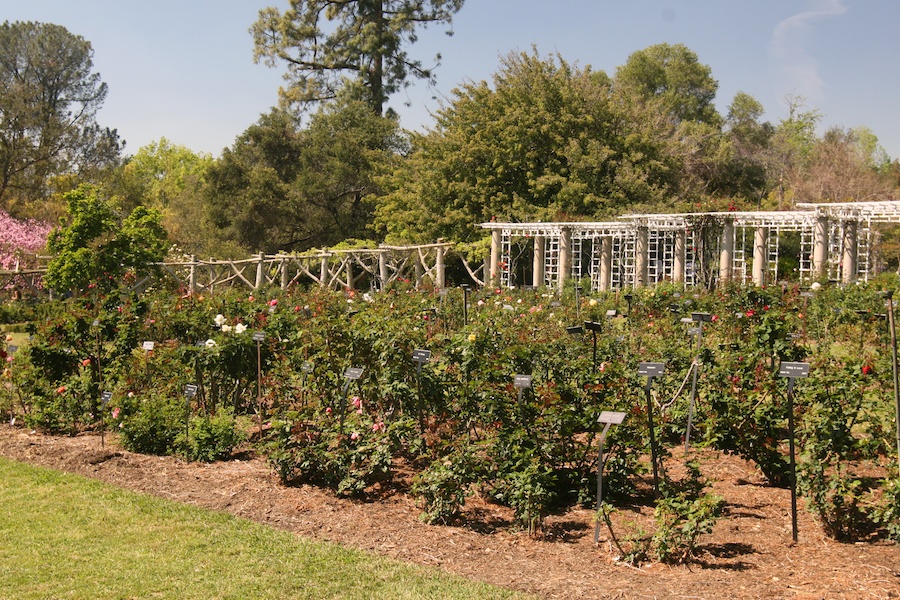 Celebrating five years retired at Huntington Gardens