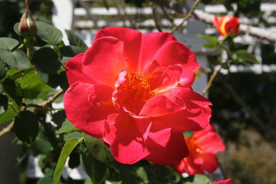 Celebrating five years retired at Huntington Gardens