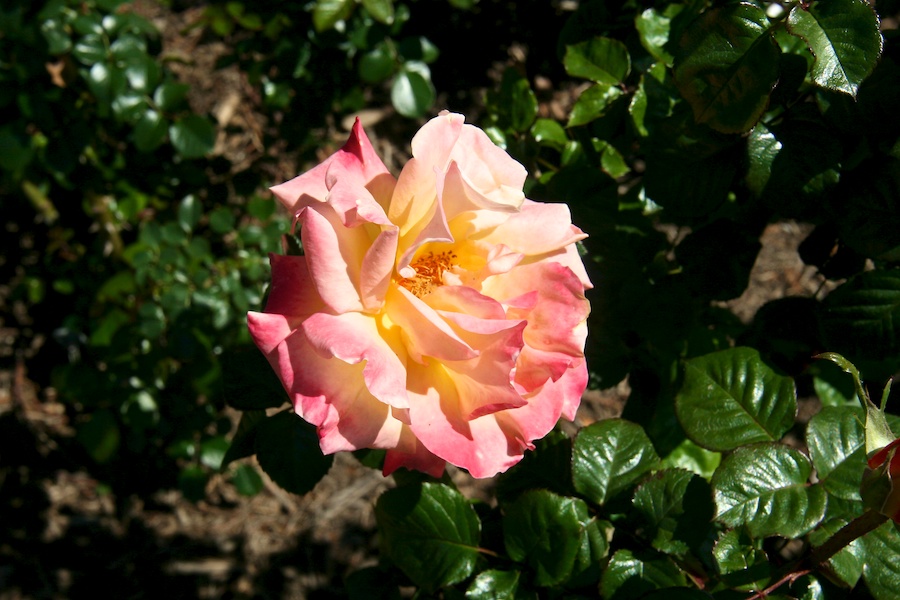 Celebrating five years retired at Huntington Gardens